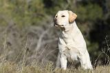 LABRADOR 607